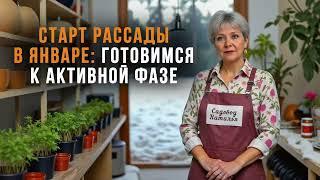 Старт рассады в январе: готовимся к активной фазе