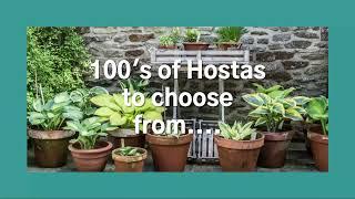 Hosta Plant Sales | Specialist Online Hosta Nursery In The UK