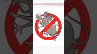 Sonido que destruye ratones y ratas | Repelente anti ratones | anti#ratón#rata#sonido#