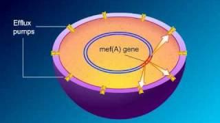Macrolides: Mechanisms of Action and Resistance