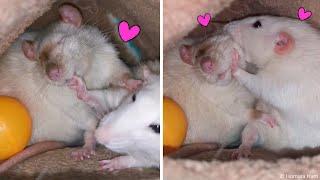 Cute Rats grooming #Shorts 