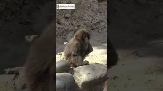 ニーナは他の猿より機敏に動く / Nina is a handicapped baby monkey. She is the most agile.awaji #ニホンザル #snowmonkey