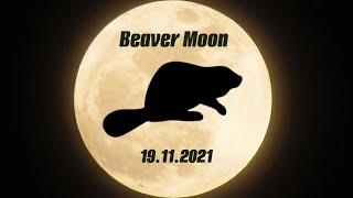 «Бобровая Луна» (Beaver Moon) 19 ноября 2021 года: когда и как можно наблюдать