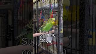 Have a Great Day! - Boba the Budgie - Talking Parakeet