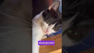 Jak dobře dbáte na bezpečnost své kočky?