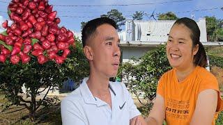 Uncle Manh's big house makes Ngoc hesitate - Is it worth choosing? | Hang's plum harvest day