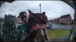 meowb