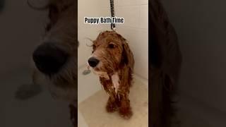 How To Bathe Your Puppy at Home! #cavapoo #bathe #puppylife #smellgood #cutepuppy #doodle #doglife