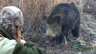 Giant wild boars - Best hunts in Croatia; Die beste Jagd auf Kapitalkeiler in Kroatien