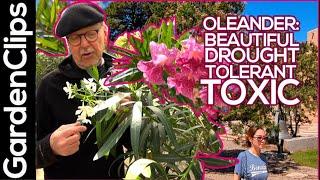 Oleander- Nerium oleander -Toxic, drought resistant, shrub or small tree. Grow it outside or indoors