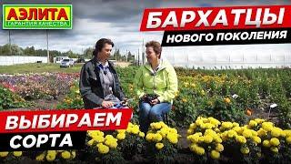 Бархатцы нового поколения. Выбираем сорта бархатцев