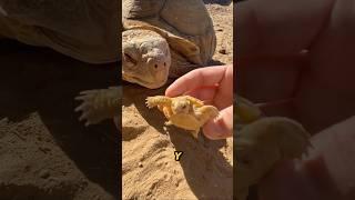  TORTUGA GIGANTE conoce su TORTUGA BEBÉ