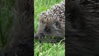 One intriguing aspect of Porcupines.#shorts  #usa #animals