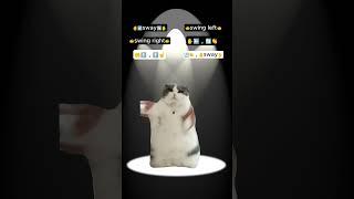 [WOP - J. Dash] TikTok Dance Tutorial #cat #funny #catmemes