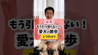 【もう引っ張らない】愛犬の散歩3つのコツ #犬のしつけ #dog #犬の散歩