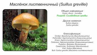 Маслёнок лиственничный (Suillus grevillei)