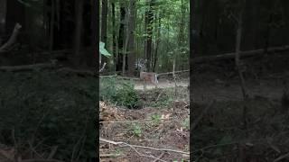 Lots of Deer #hiking #deer #animalshorts #nature #doe #buck #bambi #foresttherapy