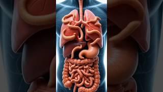 Internal Anatomy and Gastrointestinal Parasitism: A Clinical Visualization