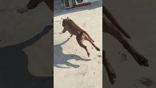 Pitbull run slow motion back view Alex