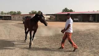 Stallion Tayeb comes galloping from the stables when Ali calls him!