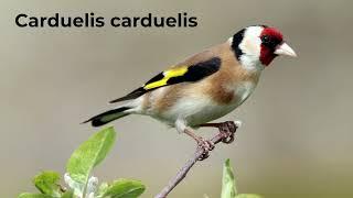 European Goldfinch (Carduelis carduelis) - Training Song