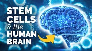 A Closer Look at…Stem Cells and the Human Brain