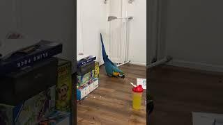 Parrots are really interesting#cat #funny #catsoftiktok #cats #for #foryou #fyp #foryoupage
