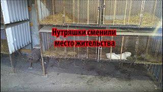 МОИ НУТРИИ ПЕРЕЕХАЛИ В НОВЫЙ САРАЙ.