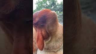 #Changlong Proboscis Monkey Nakula #Changlong Wildlife World #Original Video #Come to Changlong and