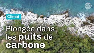 Puits de carbone, une chance pour le climat | Documentaire CNRS