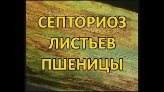 Септориоз листьев пшеницы (Septoria tritici)