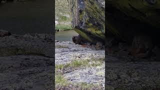 HUGE MARMOT at an alpine lake in Colorado