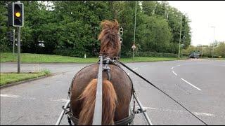 Scared of Sounds Behind - Marion the 'Velcro Phobic' Mare in Town