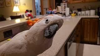 A Cockatoo Never Wants To Miss Anything!!