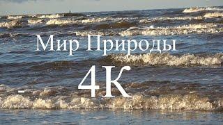 Мир природы - Рижский залив, Мангальсала 4K