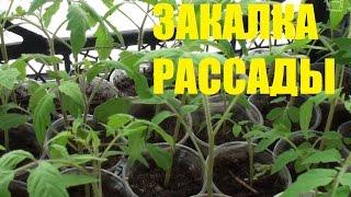 Закалка рассады. Домашняя рассада. Сад (огород) и теплица.