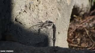 Outdoor escapes | Small lizards stay on the sidewalk concrete at sun to heat up | ROMANIA |