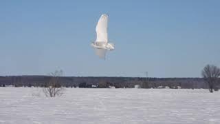 Harfang de neige femelle au vol a la chasse