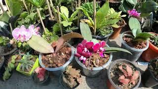 ORCHID LILY CAMELLIA FLOWER PLANT PRICE at GALIFF STREET | VIVEK NURSERY | Best Flowers Forever