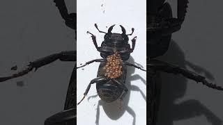 Why Did Mites Attach to Stag Beetle, Dorcus? Who Are These Mites? Aliens?