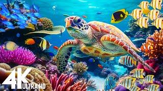 [NEW] 11HR Stunning 4K Underwater footage -Rare & Colorful Sea Life Video - Relaxing Sleep Music #34