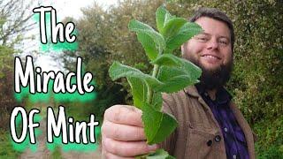 The Miracle Of Mint  An Ancient Edible & Medicinal Herb