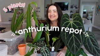 Repot 5 Anthurium Plants With Me! | Chatty Repot 