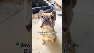 My Dog’s for the streets #dogs #DogParents #frenchie #kesha #trend #hungrydog