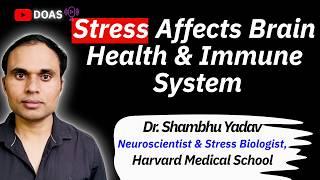 Navigating Stress: The Gut-Brain Axis and immune systems  Explained