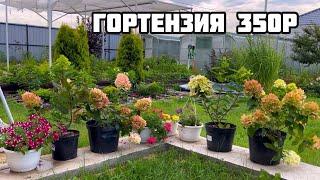 ГОРТЕНЗИЯ 350Р. Каталог август 2024.  #hydrangea #цветы #цветы