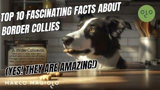 Top 10 faszinierende Fakten über Border Collies