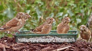 Flock of 5 Linnets on My Garden Bird Feeder