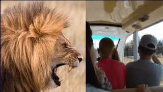 What Would Happen If A Lion Approaches Safari Tourists?. MEET - FILYA