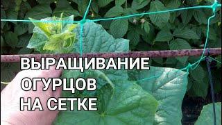 ‍ВЫРАЩИВАНИЕ ОГУРЦОВ В ОТКРЫТОМ ГРУНТЕ. ФОРМИРОВАНИЕ ОГУРЦОВ НА СЕТКЕ. СПРАШИВАЕТЕ - ОТВЕЧАЮ